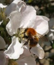 Close up of common carder-bee on apple blossom Royalty Free Stock Photo