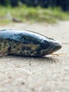 Close-up of a common catfish lying on the ground. Royalty Free Stock Photo