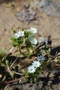 Close-up of Common Chickweed Flowers, Stellaria Media, Nature, Macro Royalty Free Stock Photo