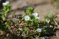 Close-up of Common Chickweed Flowers, Stellaria Media, Nature, Macro Royalty Free Stock Photo