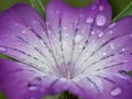 Close-up with Common corn cockle, ( Agrostemma githago ) flower with drops of water