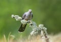 Close up of a Common Cuckoo perched on a mossy tree branch Royalty Free Stock Photo