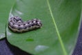 Common cutworm on leaves Royalty Free Stock Photo