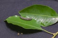 Common cutworm on leaves Royalty Free Stock Photo