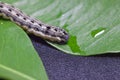 Common cutworm on leaves Royalty Free Stock Photo