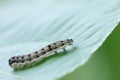 Common cutworm on leaves Royalty Free Stock Photo