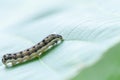 Common cutworm on leaves Royalty Free Stock Photo