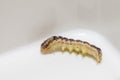 Common cutworm on plastic box