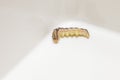 Common cutworm on plastic box Royalty Free Stock Photo