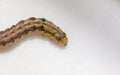 Common cutworm on plastic box Royalty Free Stock Photo