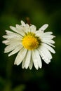 Close up of a Common daisy covered in water drops on a natural, blurred background, vertical Royalty Free Stock Photo