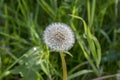 Close Up Common Dandelion At Amterdam The Netherlands 27-4-2023 Royalty Free Stock Photo