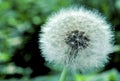 Common Dandelion Seedhead   21473 Royalty Free Stock Photo