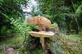 Close up of a Common deer mushroom, Pluteus cervinus, at the foot of a dead spruce tree stump Royalty Free Stock Photo