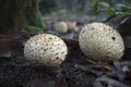 a close up of a common earthball fungi