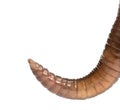 Close-up of a Common earthworm's posterior, Lumbricus terrestris