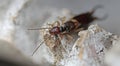 Close up of an earwig