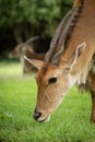 Close-up of common eland with another behind Royalty Free Stock Photo