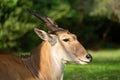 Close-up of common eland head in sunshine Royalty Free Stock Photo