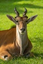 Close-up of common eland lying eyeing camera Royalty Free Stock Photo
