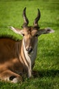 Close-up of common eland lying facing camera Royalty Free Stock Photo