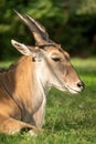 Close-up of common eland lying on grass Royalty Free Stock Photo