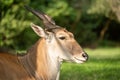 Close-up of common eland lying in grass Royalty Free Stock Photo