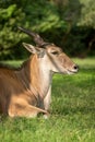 Close-up of common eland lying in sunshine Royalty Free Stock Photo
