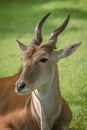 Close-up of common eland lying turning head Royalty Free Stock Photo