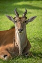 Close-up of common eland lying watching camera Royalty Free Stock Photo