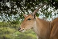 Close-up of common eland standing chewing grass Royalty Free Stock Photo