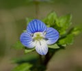 Close up of common field speedwell