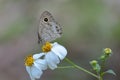 Common Fivering butterfly closeup