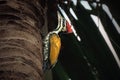Close up of Common flameback Royalty Free Stock Photo