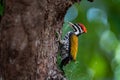 Close up of Common flameback