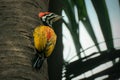 Close up of Common flameback Royalty Free Stock Photo