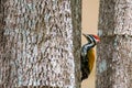 Close up of Common flameback on tree