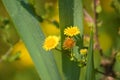 Closeup of common fleabane flower with common reed with water drops on background