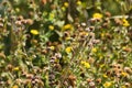 Closeup of common fleabane flowers and seeds with selective focus on foreground