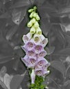 A close up of a common foxglove flower in bloom Royalty Free Stock Photo