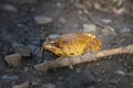 Close up of a Common Frog Rana temporaria in a patch of sunlight