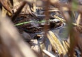 Close up of a Common Frog, Rana temporaria, in pond. Green toad in the reeds. Swamp frog