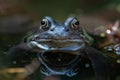 Close up of a Common frog's (Rana temporaria) head sitting in the water with its reflection