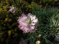 Close-up of the common, garden, wild pink or simply pink (Dianthus plumarius) flowering with pale pink flowers Royalty Free Stock Photo