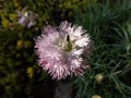 Common, garden, wild pink or simply pink (Dianthus plumarius) flowering with pale pink flowers in the garden Royalty Free Stock Photo