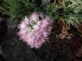 Close-up of the common, garden, wild pink or simply pink (Dianthus plumarius) flowering with pale pink flowers Royalty Free Stock Photo