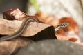 Garter Snake Close Up on Leaf