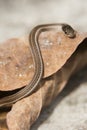 Garter Snake Close Up on Leaf