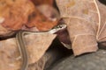 Garter Snake Close Up on Leaf