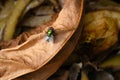 Close up of Common green bottle fly, blow fly, Lucilia sericata on a compost heap. On a old brown tree leaf. Bluebottle Royalty Free Stock Photo